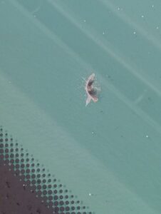 Parandamata kivitäke