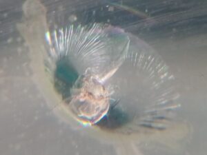 Parandamata kivitäke suurenduse all